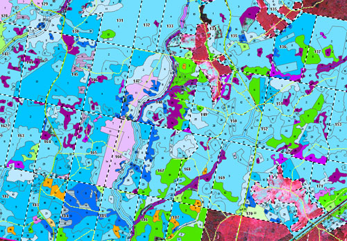 Thematic map of forests with compartment borders  (dominant types: coniferous / deciduous / non forest area)