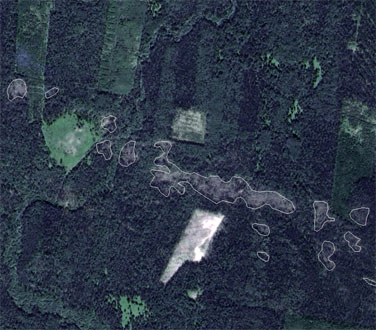 Windfalls on the synthesized color image (resolution - 2.5 m)