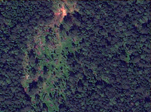 Illegal logging within protected area