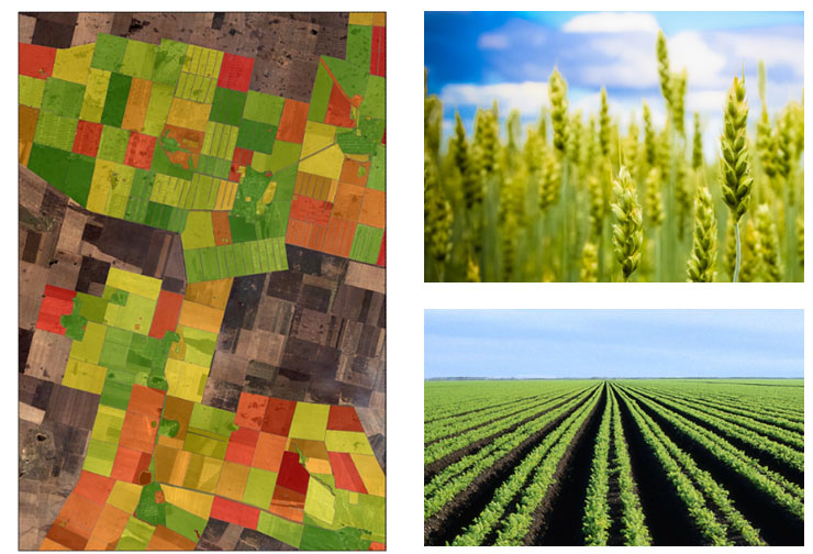 Geoanalitika.AGRO: maps of plant health 
