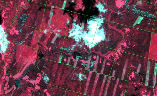 Windfalls on the synthesized color image (resolution - 2.5 m)