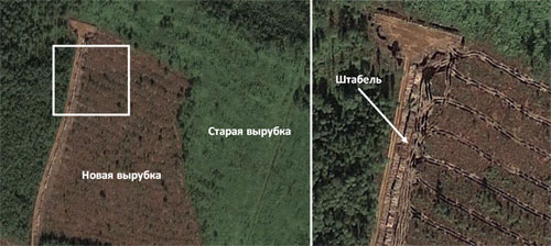 Example of logging regulations violation - felling areas contamination