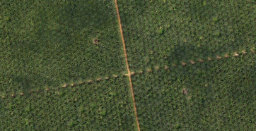 Example of ortho
